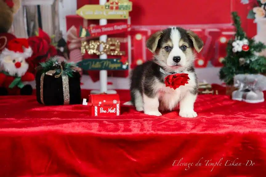 Description ou nom du chiot